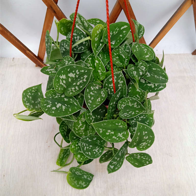 小叶银斑葛盆栽花苗室内耐阴耐热观叶绿植花卉垂吊植物带土发货