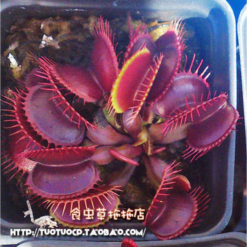植物盆栽花卉-- 食- 捕蝇草小苗发货虫好粉红维纳斯种s