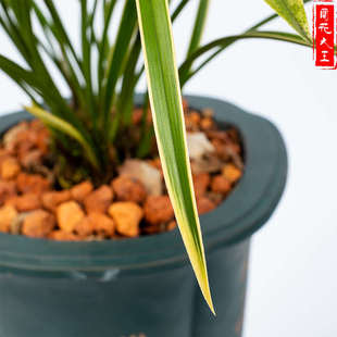 兰花大王 铁骨锦旗 建兰带浓香金边花苞细叶兰绿色植物四季兰花