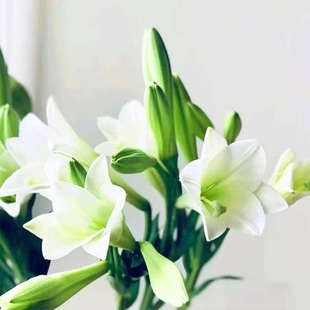白色铁炮百合鲜花多头花束云南直发客厅家用水养插瓶花花束花苞大