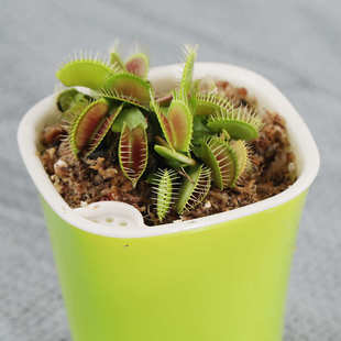 食虫植物食人花捕蝇草盆栽猪笼草食虫草捕虫草食蝇草室内趣味