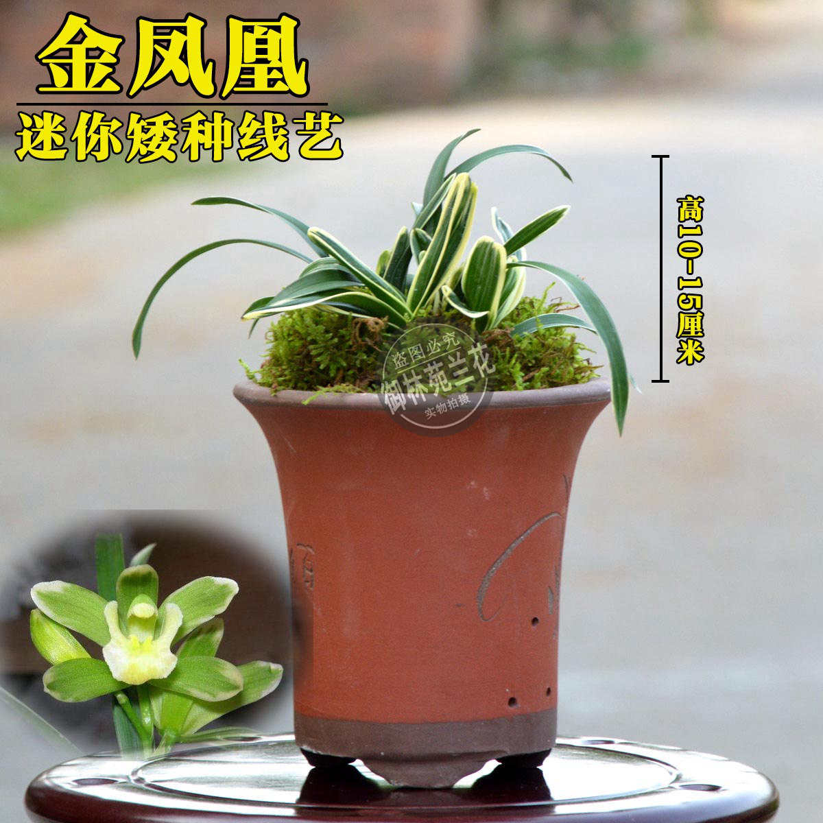 建兰迷你矮种线艺兰花苗四季盆栽植物桌面迷你小盆花期带花苞包