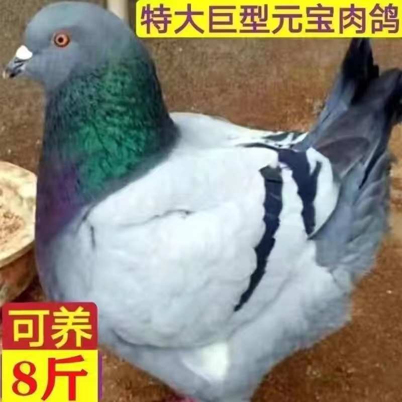 巨型纯种正宗元宝鸽子活公母一对大体种鸽观赏肉鸽宠物包下蛋包