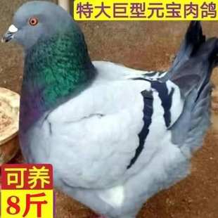 宝鸽子活公母一对大体种鸽观赏肉鸽宠物包下蛋包 巨型纯种正宗元