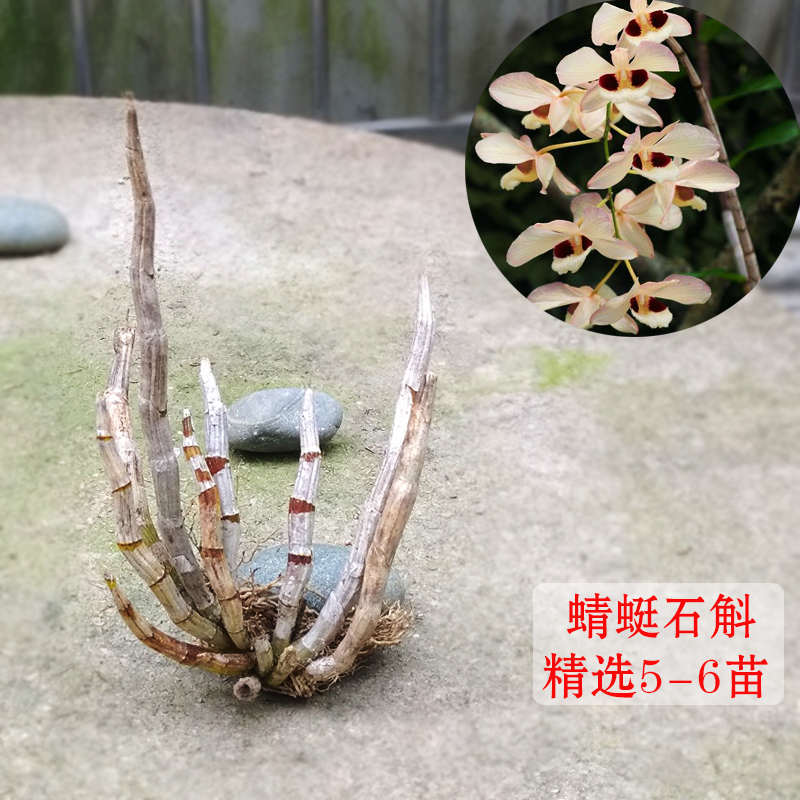 蜻蜓石斛 大眼睛石斛 高大粗壮品种石斛 稀有名贵兰花附生兰花