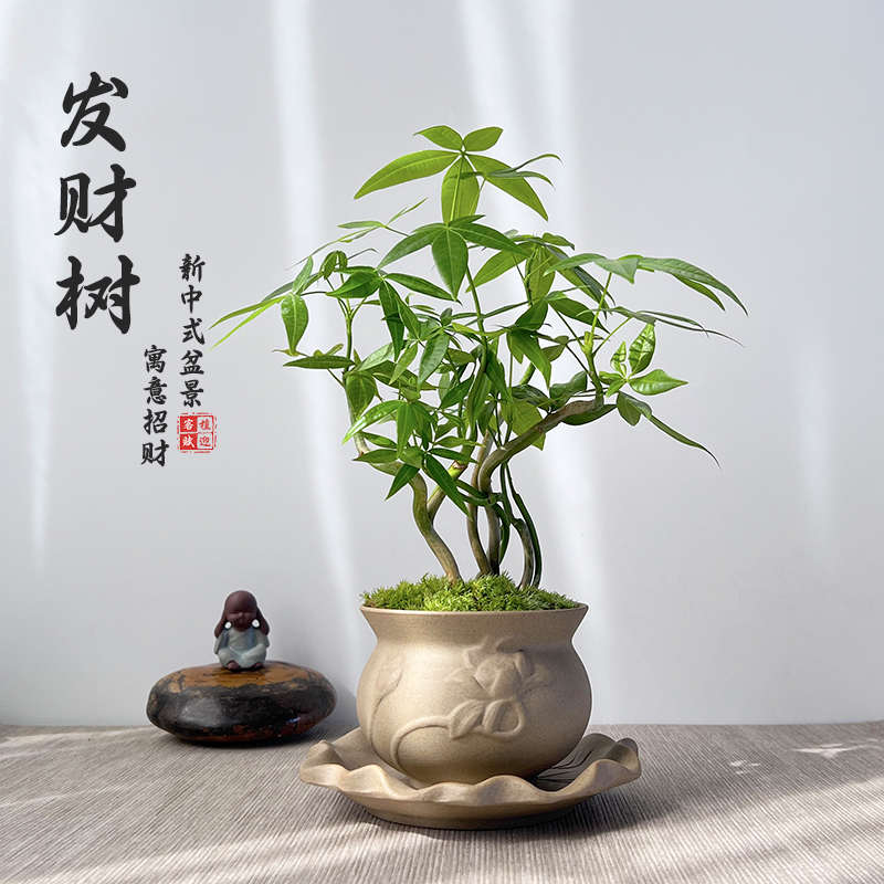 发财树盆景苔藓绿植室内客厅新中式盆栽四季常绿新奇植物茶桌摆