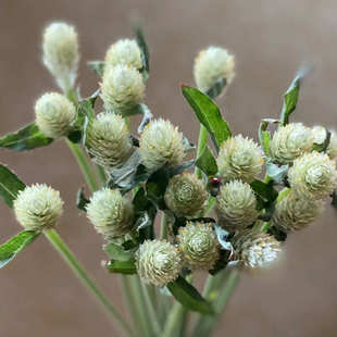 单头千日红鲜花云南直发配花婚庆花材室内水培花束花期长鲜切花