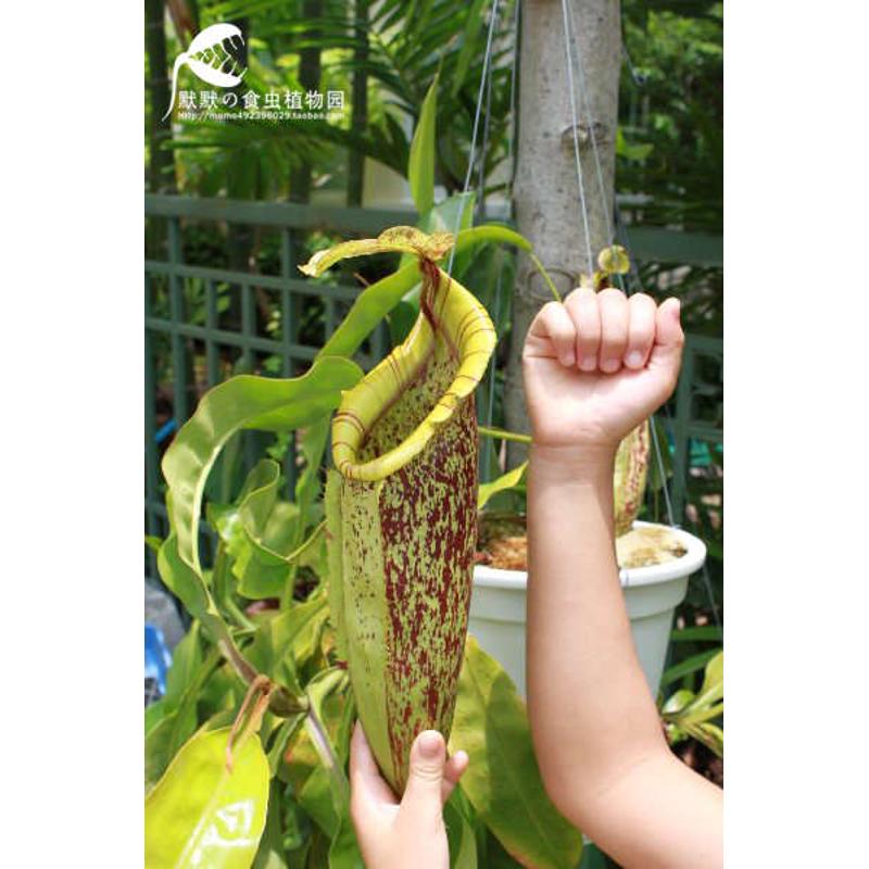 食虫植物-戴瑞安娜猪笼草食虫草 食人花 趣味绿植盆栽 包邮