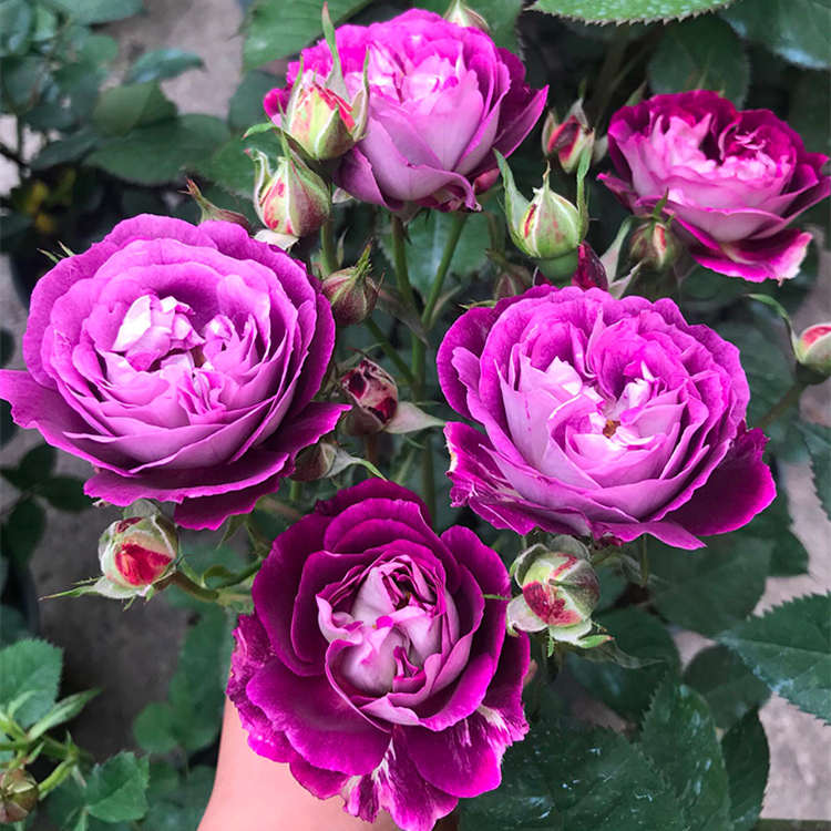 哈德斯菲尔德合唱团 月季花苗大花浓香多变色灌木丰花院阳台盆