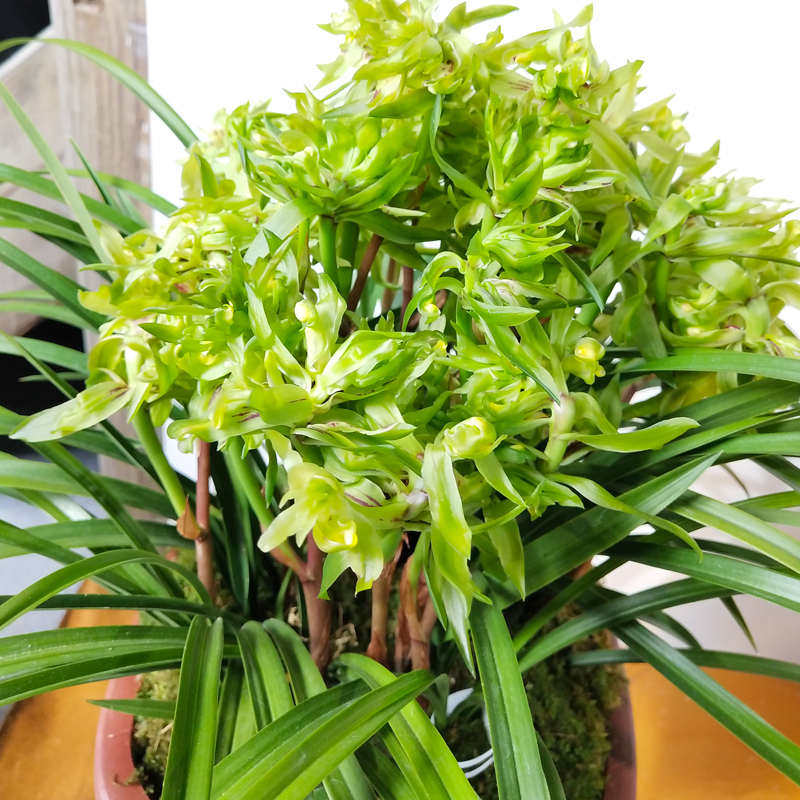 花兰奇兰名贵  富贵植物兰花开好盆栽四季植养花苗绿浓香春室内