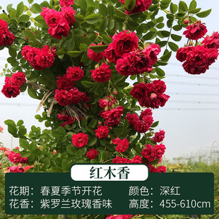 木香花苗七里香盆栽爬藤植物浓香四季甜蜜红木香花苗蔷薇攀援花卉