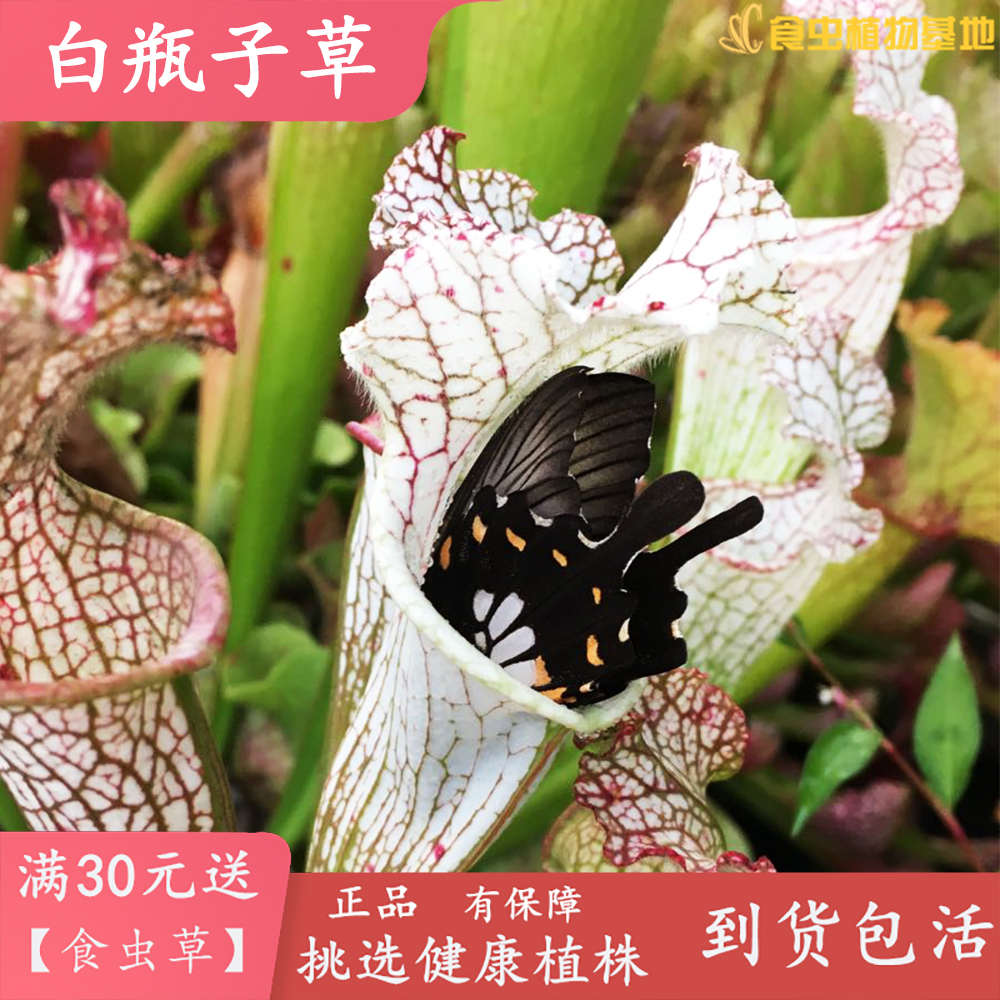 白瓶子草【食虫草吃蚊子能手造景观景缸盆栽美观绿化高食虫植物