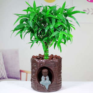 常青好养易 佛肚竹老桩绿植盆栽植物葫芦竹客厅盆景办公室内四季