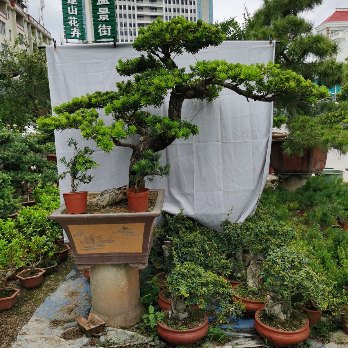 迎客松大型罗汉松园艺盆景树桩盆栽植物四季常青绿植庭院台湾金