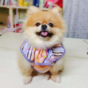 宠物夏天精品手工肚兜猫咪护肚子狗包肚衣博美比熊防着凉保暖防脏