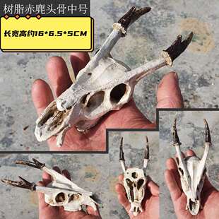 树脂头骨造景晒台爬宠躲避窝饲养箱摆件蜥蜴晒台水族鱼缸装饰假山