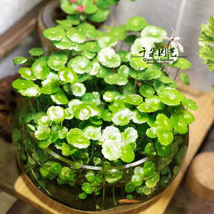 可水培土培水生花卉 铜钱草 包邮 金钱草盆栽 大盆带原叶子 成品