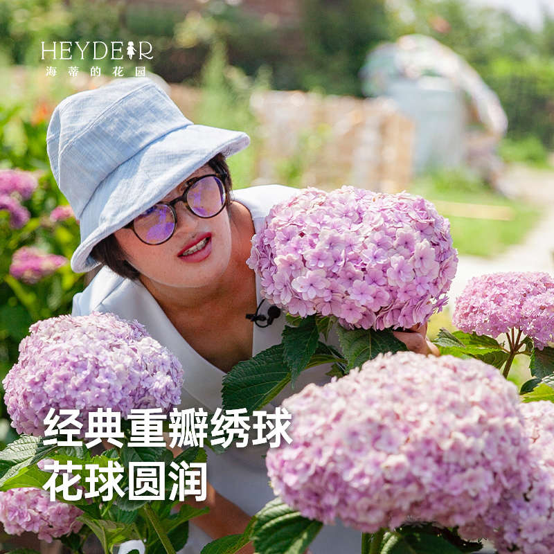 海蒂的花园花手鞠经典重瓣大花绣球可调色庭院阳台植物盆栽花卉