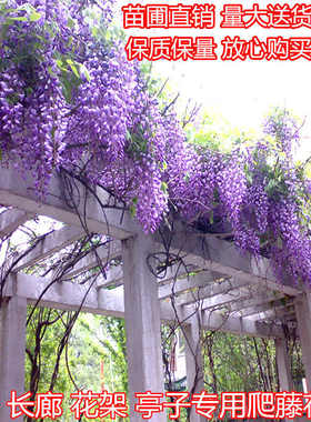 紫藤花树苗爬藤植物庭院紫花四季开花盆栽地栽花卉藤蔓葛花多色