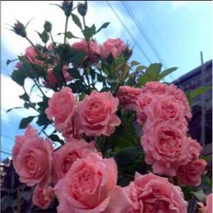 花苗花y树状大别墅庭院树桩浓香植物季多嫁接高杆月季.月季耐寒开