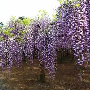 长穗紫藤花苗爬藤植物丰花紫藤花树苗老桩多花紫藤萝庭院盆栽