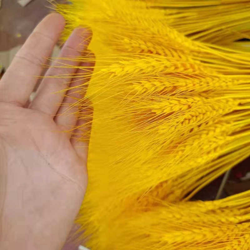 天然金色麦穗开业大麦DIY干花鲜花插花客厅装饰摆件拍照道具花束