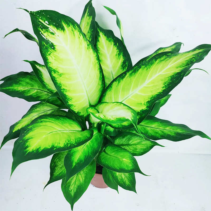 2玛丽安粉黛万年青盆栽植物室内办公室水培吸甲醛绿植花卉
