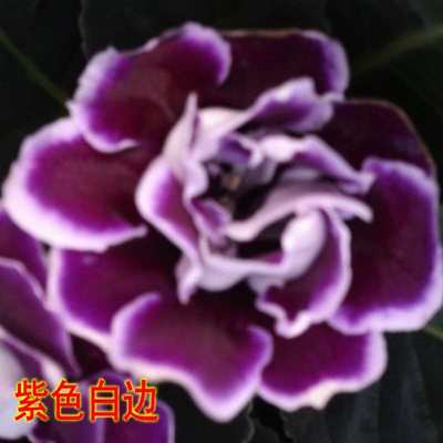 芙蓉花盆栽大岩桐重瓣带花苞室内办公室桌面绿植花卉植物多次开