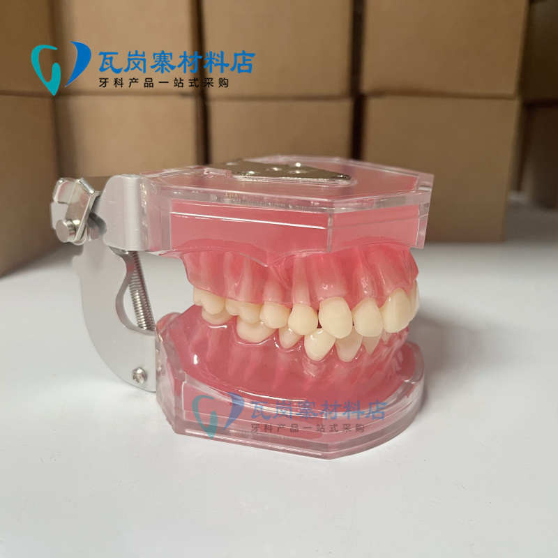 牙科口腔教学生练习拔牙模型28颗牙齿FE颌架全口可拆卸牙齿软牙