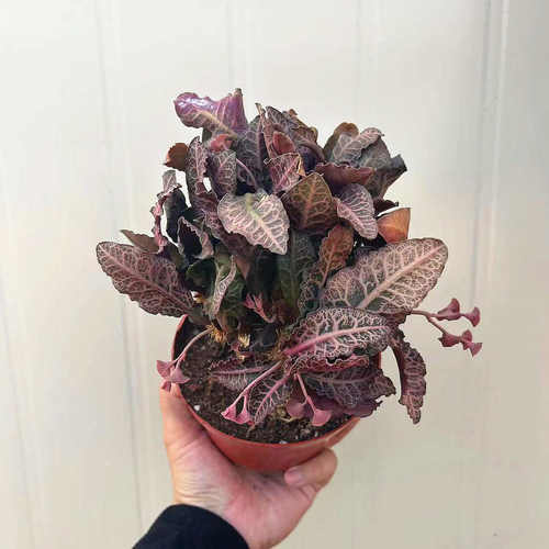 彩叶麒麟块根植物盆栽室内花卉仙人球开花仙人掌观叶多肉桌面绿植