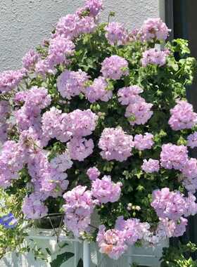 蔓花园垂吊天竺葵沙滩夏日玫瑰阳台多年生开花植