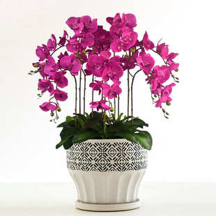 简约蝴蝶兰大花盆套盆轻奢兰花花盆文心兰花瓶兰花盘陶瓷专用花