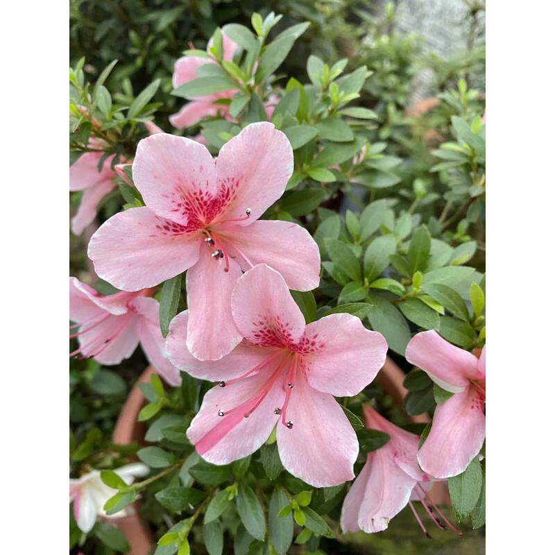 杜鹃皋盆景映山红猴头月杜鹃鹿角杜鹃