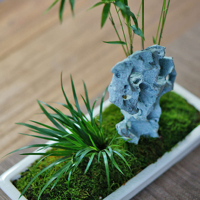 太湖石米竹盆栽竹子盆景办公室内桌面山水苔藓绿植书房茶桌植物