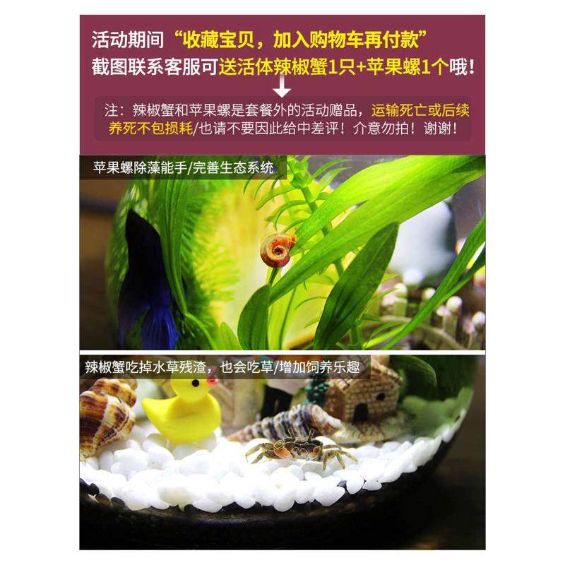 带LED灯迷你水族箱创意diy生态瓶鱼微景观办公桌面小型玻璃鱼缸