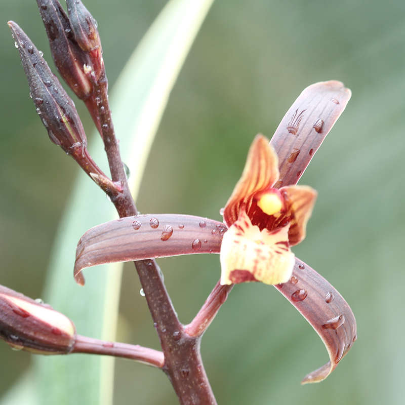 金华山 金嘴金边墨兰报岁兰 叶艺室内客厅花卉兰花苗植物盆栽包