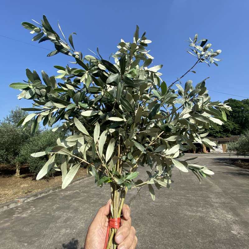 油橄榄树橄榄枝婚庆生日绿植树枝编制植物朋友情人真花环新疆包邮