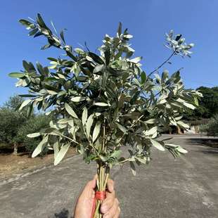 油橄榄树橄榄枝婚庆生日绿植装饰真树枝新鲜朋友花环编制新疆包邮