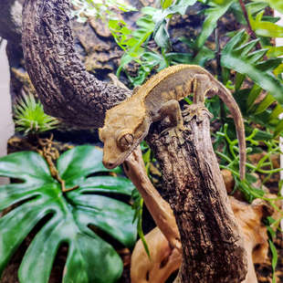 宠物树蛙睫角守宫R属原生态景观雨林缸树栖爬宠饲养缸玻璃缸树晰
