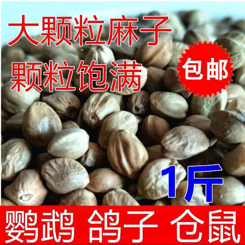 鸟食大颗粒麻子2024新货火麻仁鹦鹉鸟粮麻籽饲料仓鼠粮鸽粮饱满