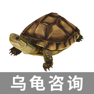 乌龟疾病咨询服务乌龟问诊腐皮腐甲蒙眼烂甲等水龟疾病咨询医生
