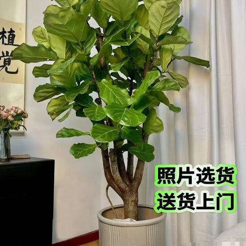 大叶盆栽绿植室内客厅落地大型