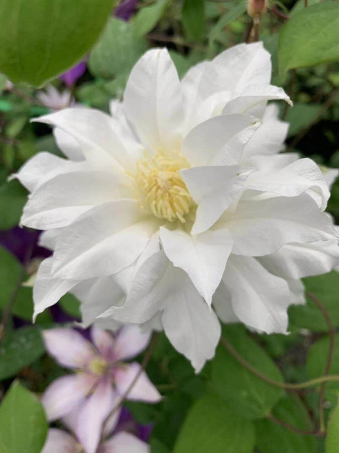 旭裳花卉铁线莲北极女王 蓝色风暴 戴妞特诱惑p9盆栽爬藤藤本花苗