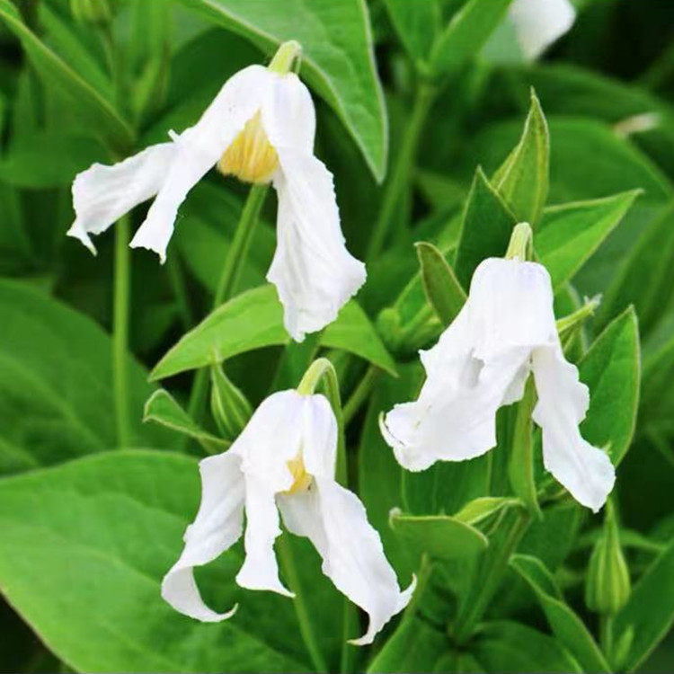 耐热强健丰花系列铁线莲 幸福之鸟阿拉贝拉神秘面纱全缘南欧组