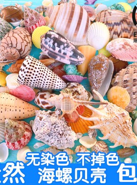 天然贝壳海螺手工diy幼儿园环创意玩具礼物鱼缸造景装饰材料饰品