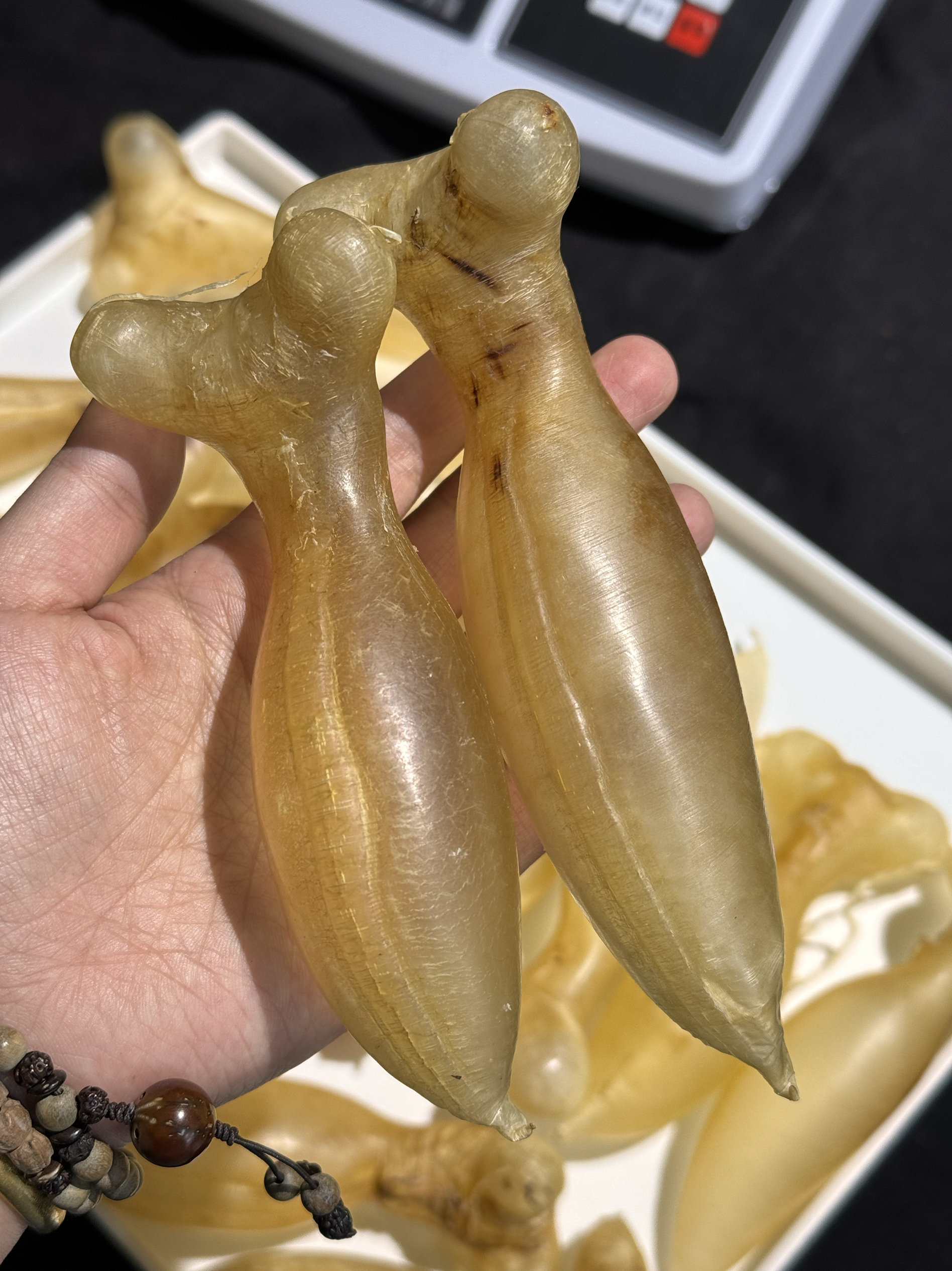 马来蜘蛛公,收藏品10克一只,还有三个规格,拍下前联系客服