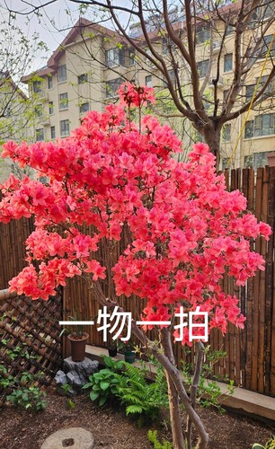 映山红耐寒植物一物一拍20元起