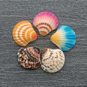 鞋 扣配饰 花装 智必星卡洛驰鞋 仿真亮光海洋贝壳配件 饰扣子 洞洞鞋