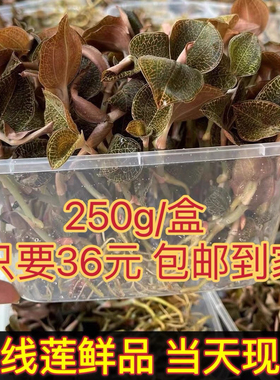 福建南靖金线莲鲜品250克保鲜盒装林下种植新鲜现摘整株金线莲苗