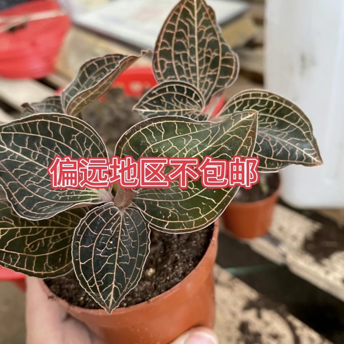 福建南靖品种 金线莲种苗 组培苗瓶苗 红霞 盆栽绿植厂家直供包邮